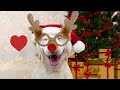 Funny Dogs On Christmas Compilation 2022 PETASTIC