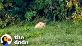 Emaciated Senior Cat Found By The Road Gets A Brand New Life | The Dodo