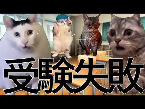 国際経済学科 【実話】大学受験全落ちから這い上がった話【猫ミーム】