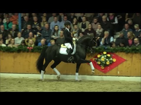 TOTAL HOPE von Totilas - Don Schufro Hengstschau PS / Helgstrand Vechta 2019