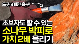 소나무 박피 방법, 초보자도 이 영상 하나면 충분합니다!!!