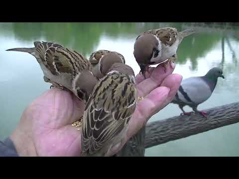 餌を貰いに手の上に飛んで来る雀達 20230425pm 16（天満宮雨の日）