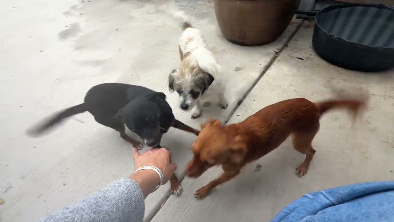 Enlarge Eclaire - sweetest schnauzer girl, a Adoptable Miniature Schnauzer in San Antonio, TX video 2/2