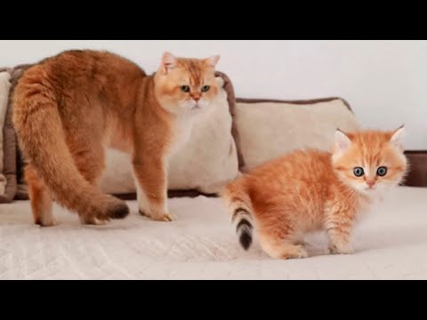 Baby kitten named Pixel MEETS his father - YouTube