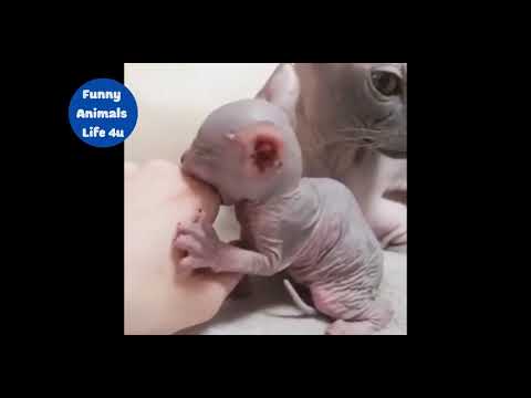 Cute Cat sphynxs And Funny Compilation #1 - Funny Animals' Life 4u
