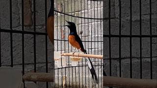 Download lagu Murai isian kenari suara keras mp3