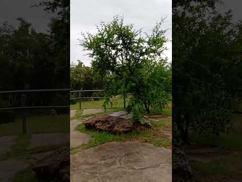 Parque San Carlos concordia Entre Rios...