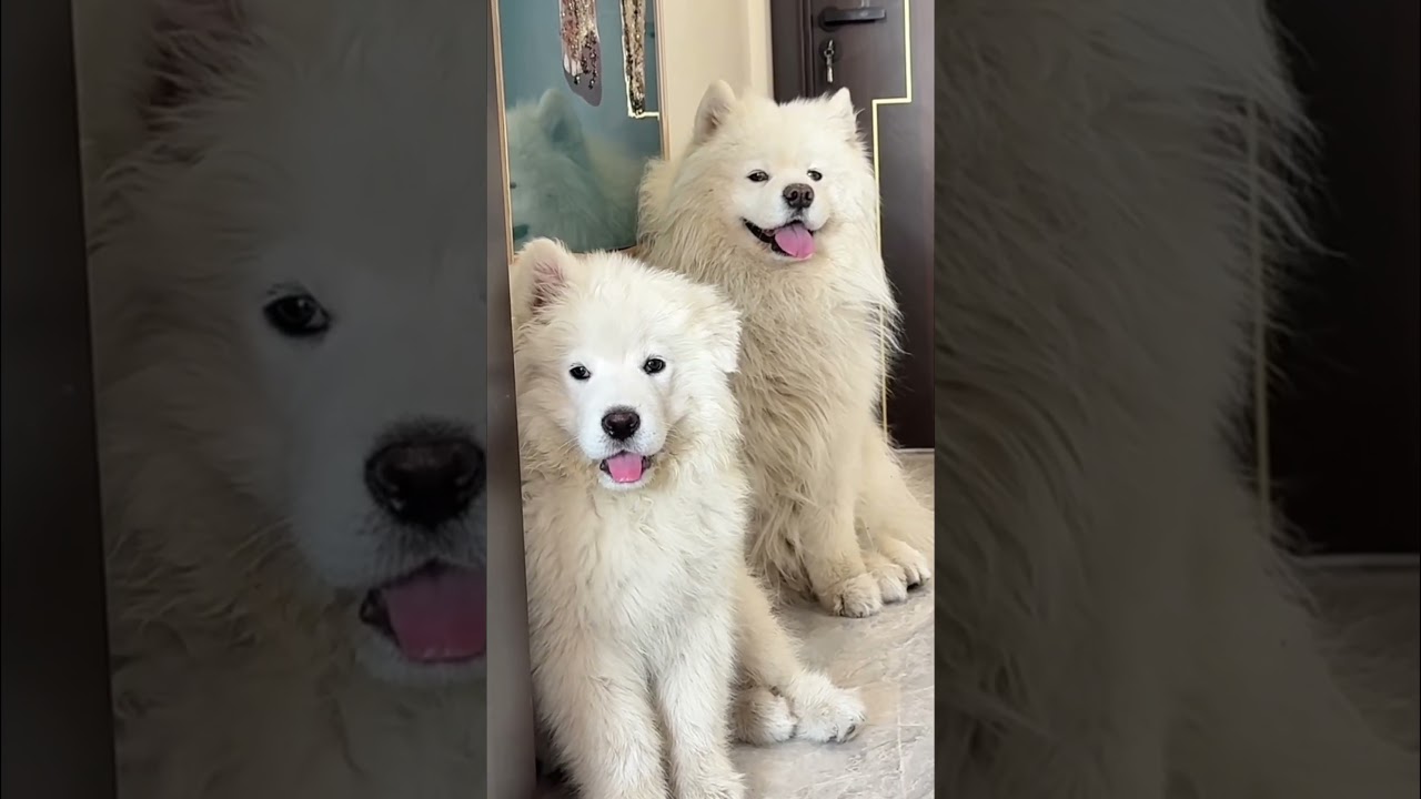 Cute puppy ❤️ #かわいい犬 #anjingcomel #สุนัขน่ารัก#cutedogph #chóđángyêu #anjinglucu #cachorrofofo