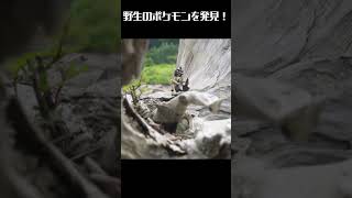 【ポケモンおもちゃ】野生のバサギリを発見しました。　モンコレ　オモ写　フィギュア