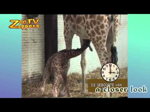 ZooZappers - Geboorte Giraf - Giraffe gives birth