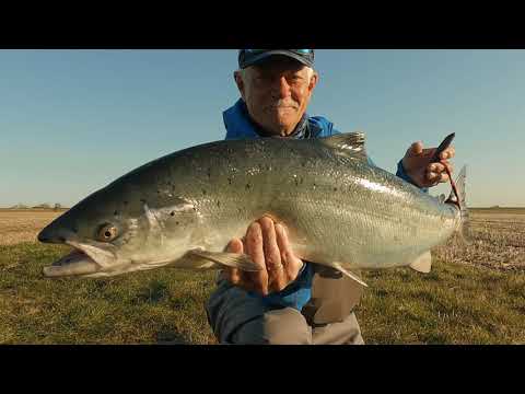 Fly Fishing Lachs Dänemark