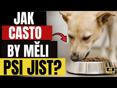 7 chyb, které děláte při krmení svého psa ⚠️