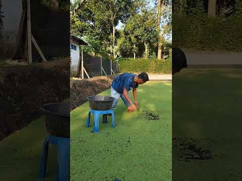 Panen azolla