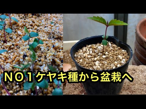 園芸 盆栽、さまざまな種が使用されています