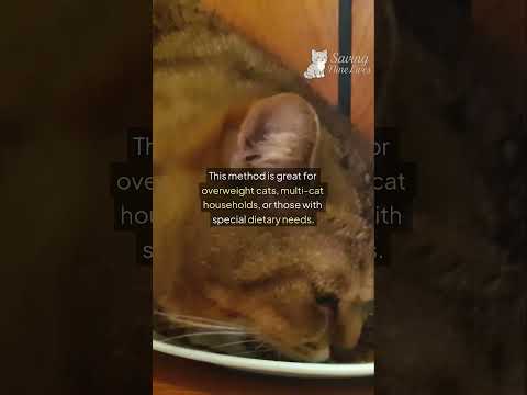 Scheduled Feeding vs Free Feeding for Cats: What’s Best for Your Feline Friend?