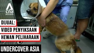 Di Balik Penyiksaan Anjing & Kucing di China | Undercover Asia | CNA.id