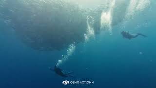 圧巻ギンガメトルネード・バリカサグ島