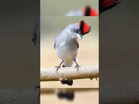 O MELHOR DO TICO-TICO-REI-CINZA #ticotico #shorts #passaros