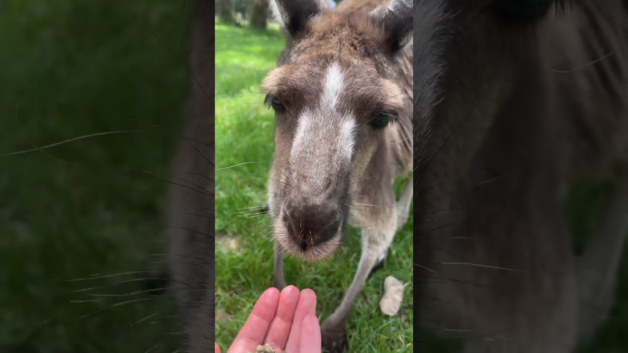 YouTube Short thumbnail