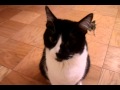 Jeffrey Leroy Matsuda Is Meowing