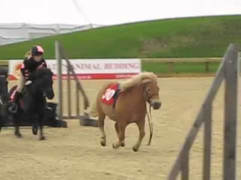 Shetland Pony Race