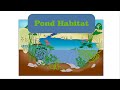 Pond Habitat