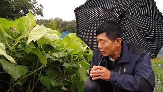 야콘 재배 방법과 저장방법 효능 수확시기는 언제일까요?