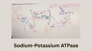 Bio 5 Active Transport