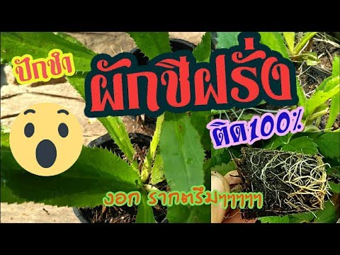 ปัญหาการค้นหาแรง หีหนังโป๊เล็ก ๆ น้อย ๆ ที่มีขนาดใหญ่กระเจี๊ยว