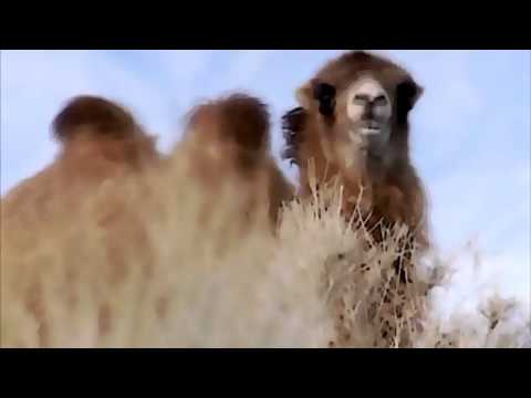 Perek Shira - Nature's Song - Camel Scene