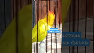 Download lagu SUARA LOVEBIRD CHILKID MASTERAN LOVEBIRD JANTAN KONSLET mp3
