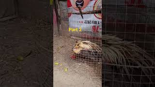 Download lagu Bang jago semi Thailand part 2#Short. mp3