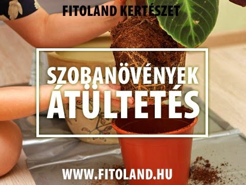 Szobanövény átültetés - hogyan? - kertészeti tanácsok