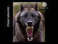 Black wolf