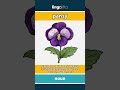 pansy - a small, colorful flower wi... video thumbnail