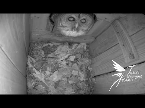 Barred owl box has a visitor