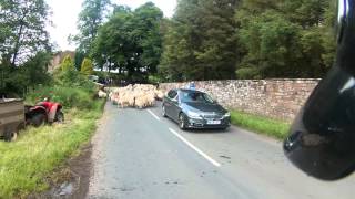 Chasing Sheep Is Best Left To Shepherds