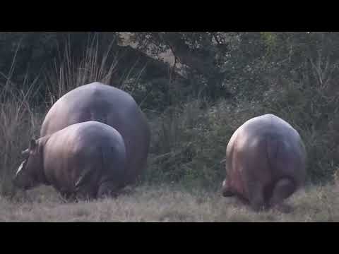 Djuma: Hippo female and two calves leaving the dam - 17:28 - 06/20/2023