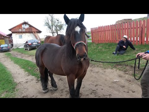 Calatorie prin Romania Cu Pancica Denisa si Denis - 2021