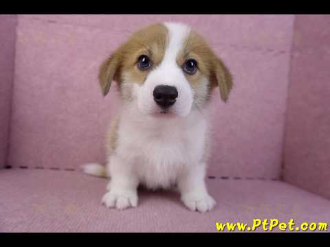 10/10雙色柯基犬母幼犬1號