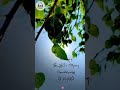 Tamil Christian WhatsApp Status L Kanmalaiyanavar L Dr Joseph Aldrin L Risath Status L