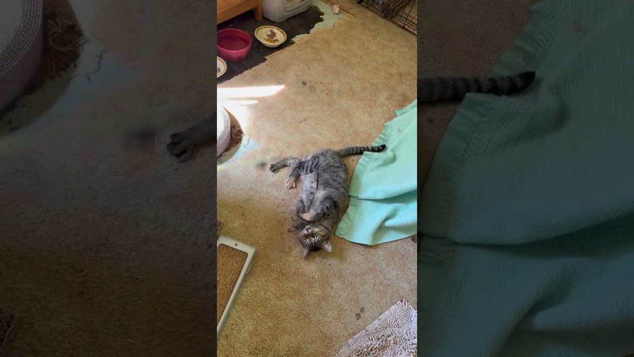 Enlarge Poppi and Mischa, a Adoptable Domestic Short Hair in Novato, CA video 2/4