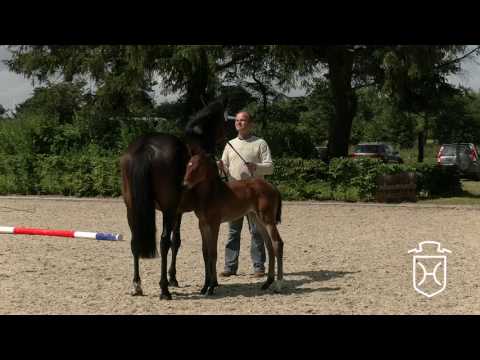 SL165 Stutfohlen von Uriko - Quadrigo - Cash and Carry