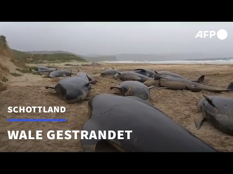 Dutzende Wale an schottischem Strand verendet | AFP