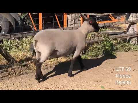 LOT 69 - Hopea 190906