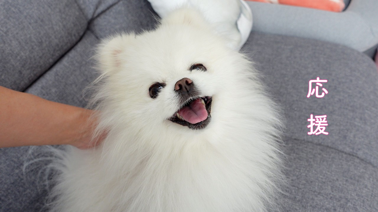 【WBC】侍ジャパンを全力で応援するポメラニアン