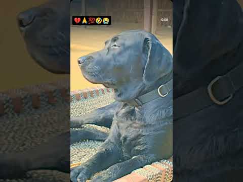 💯🐺🐺🐺🥹🥹🌺