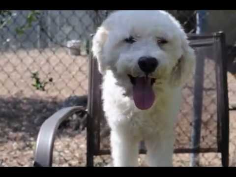 Sargent, an adopted Poodle in Houston, TX_image-1
