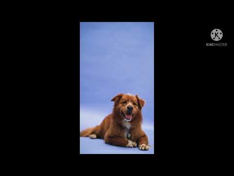 funny dog..Arif khan dog videos #viral#animal 😯😲🤣