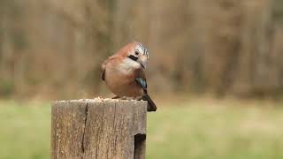 Jay